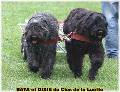 bouvier des flandres et attelage canin - Elevage du Clos de la Luette  -  Copyright depose